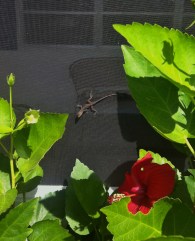 Oh, chameleon, you're steeling your way back into my life . . . 