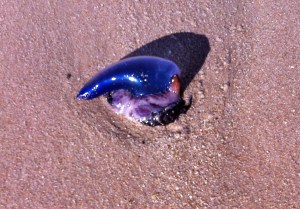 His puffed out spiney thing wasn't showing, but it does look like he's flipping us off.